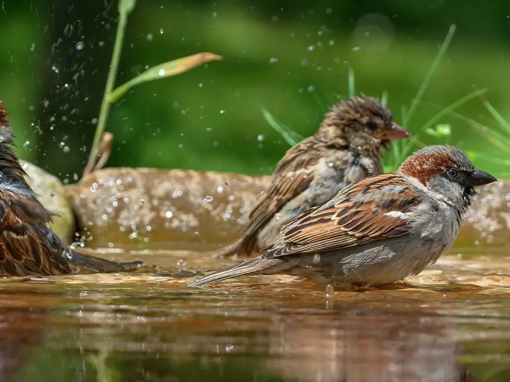 2 vogels verfrissen in water