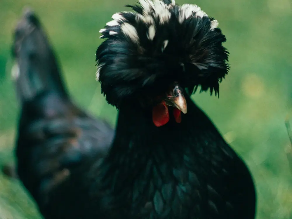 Rust uit Uitscheiden Beoefend De populairste kippenrassen op een rijtje - Floralux
