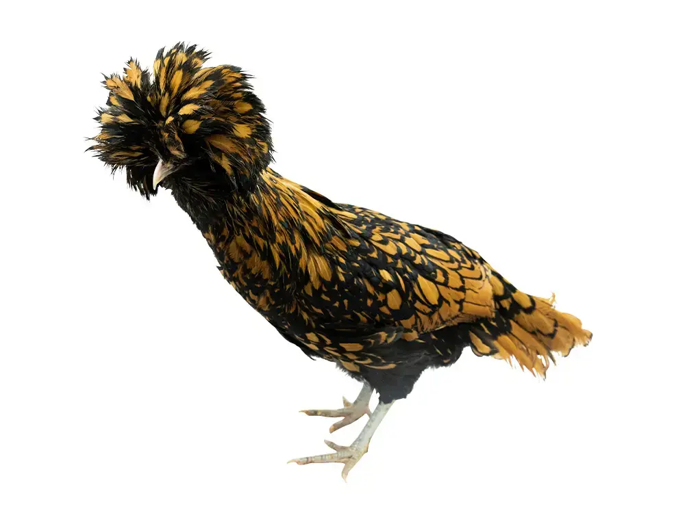 inhoud Doodt Verstikkend Aanbod kippen - Floralux