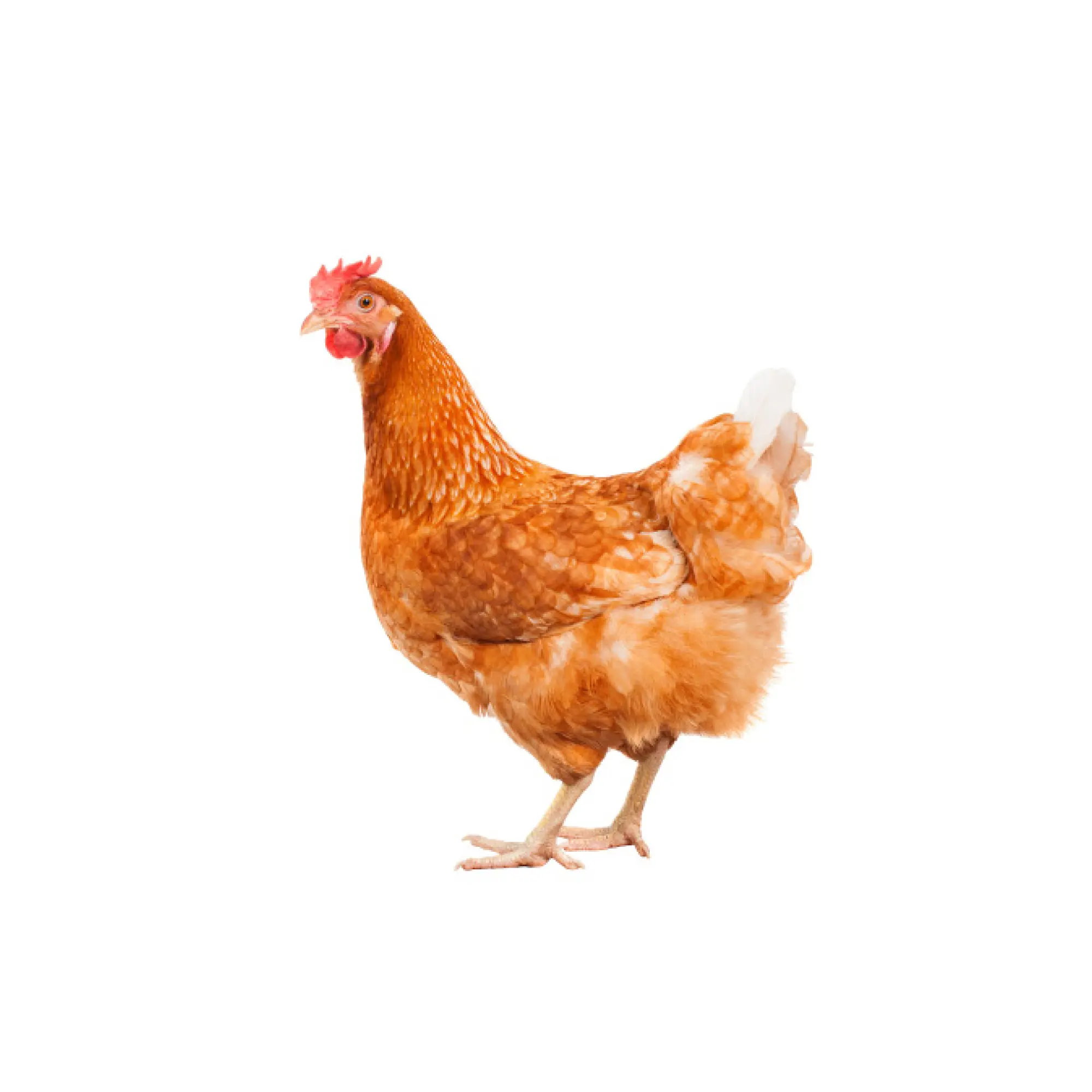 Onbemand iets Doorlaatbaarheid Kippen kopen bij Floralux - Floralux