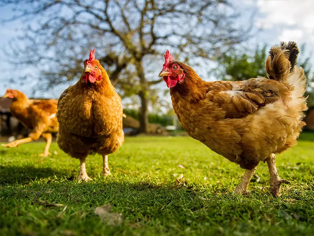 geboorte Fictief Isoleren De populairste kippenrassen op een rijtje - Floralux
