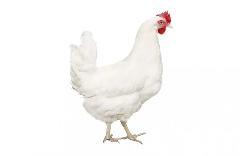 Wat dan ook leerling goochelaar Witte Leghorn - Floralux