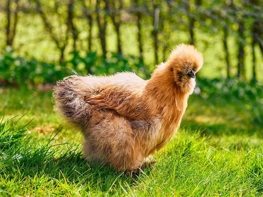 Onbemand iets Doorlaatbaarheid Kippen kopen bij Floralux - Floralux
