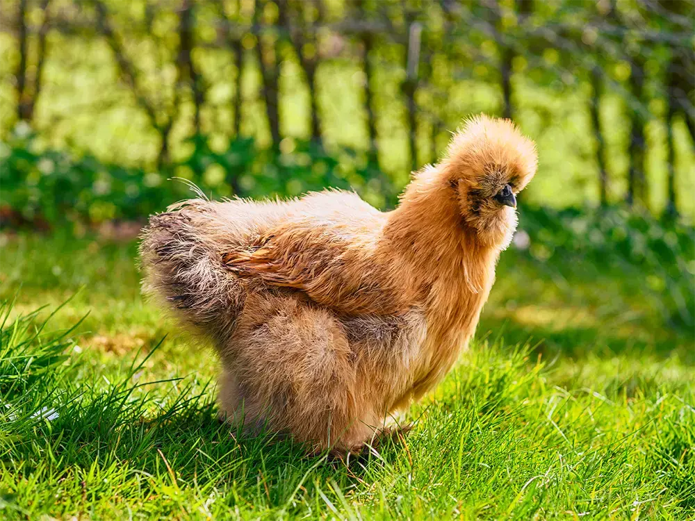 Bruine zijdehoender kip in gras