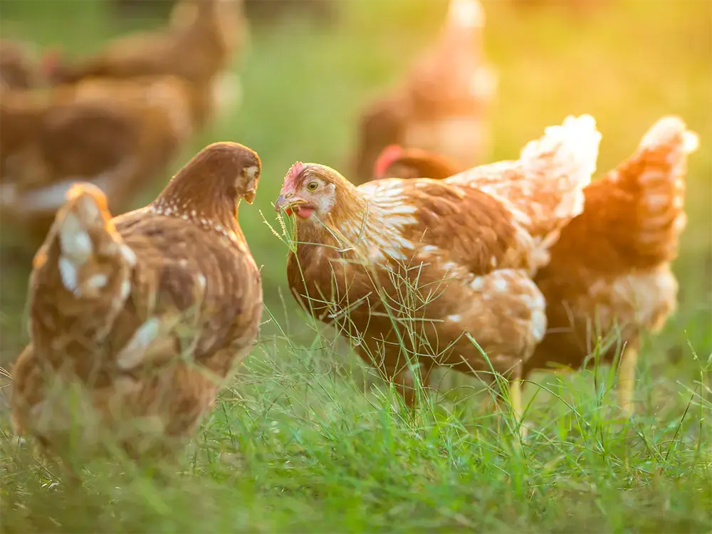 Vervolg Oranje Volg ons Kippen kopen bij Floralux - Floralux