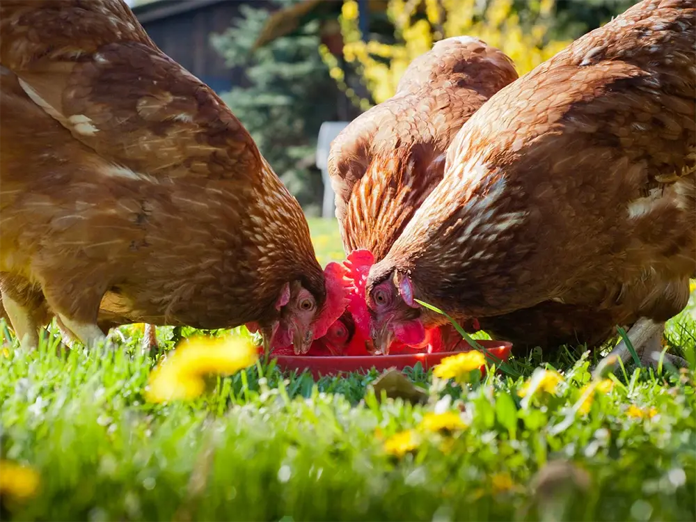 Voedersysteem voor kippen