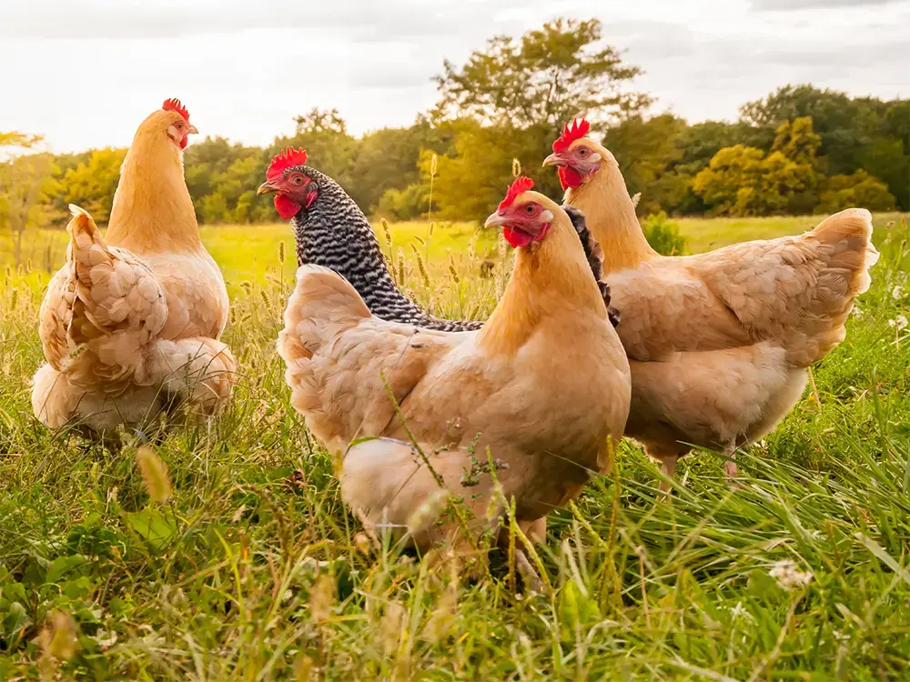 litteken Australische persoon Beperkingen Kippen kopen bij Floralux - Floralux