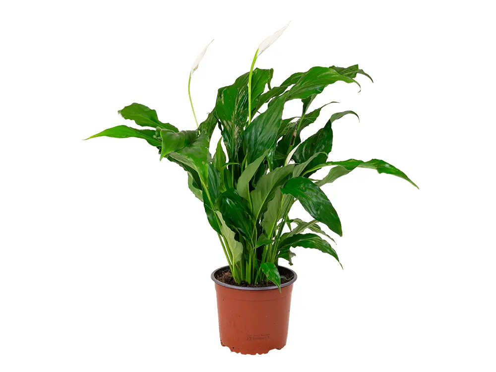 Spathiphyllum P12-0