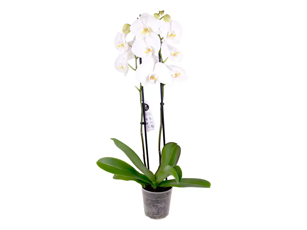 Witte orchidee met 2 takken in pot 12 cm