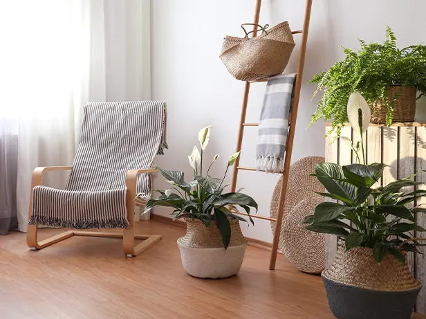 Spathiphyllum P12-2