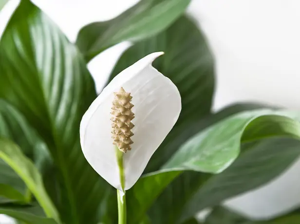 Spathiphyllum P12-1