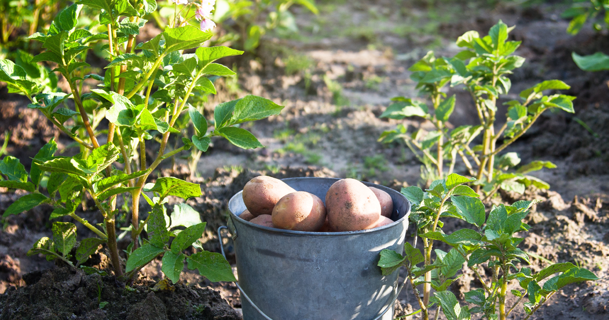 Schoffelbalken voor de aardappelteelt
