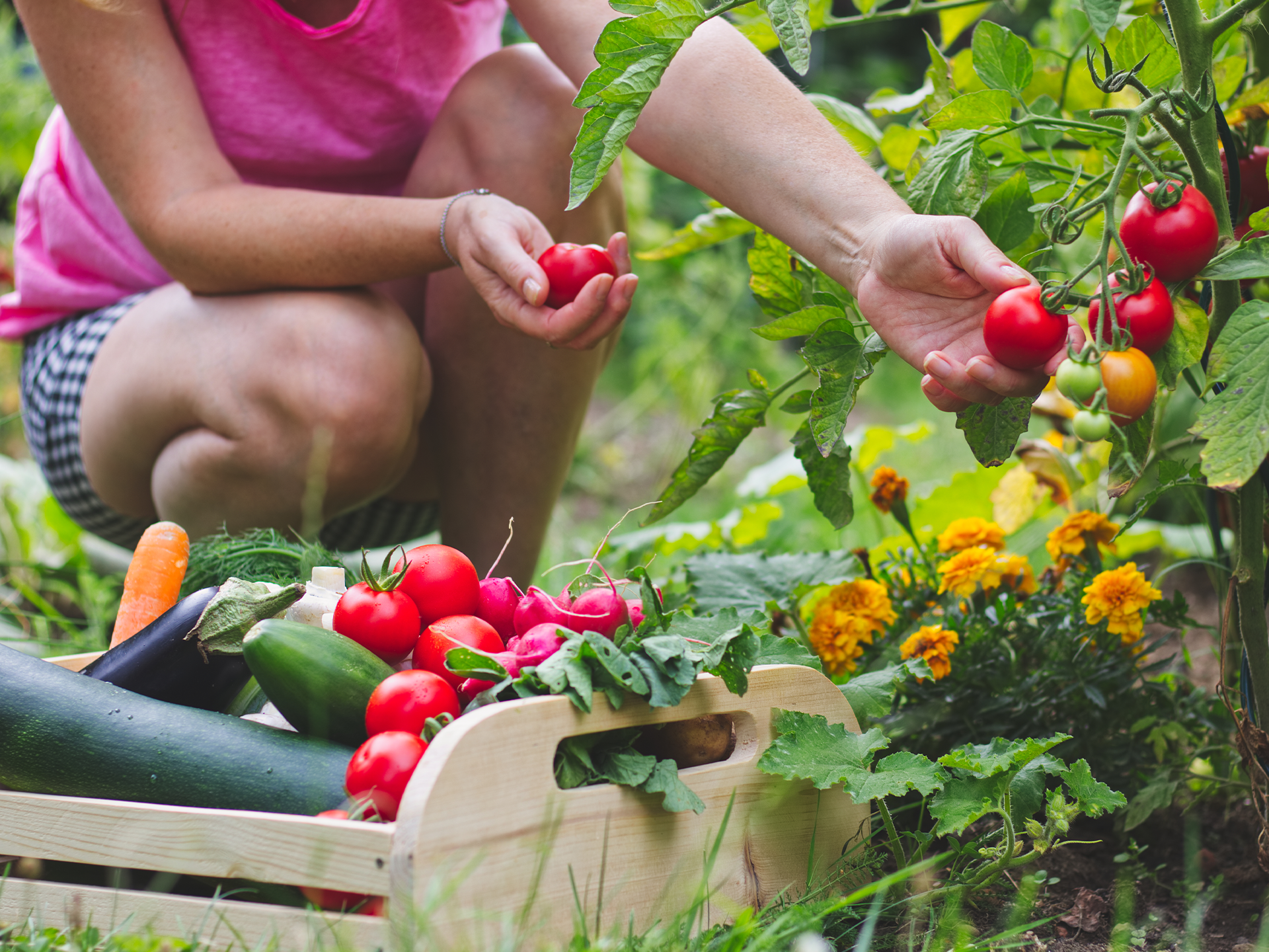 Jardin potager - Floralux