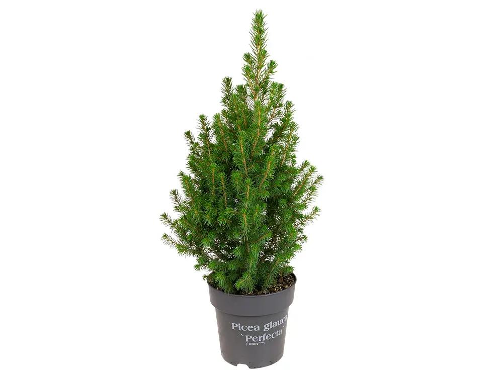 Witte spar, Picea glauca 'conica' in pot Ø 15 cm