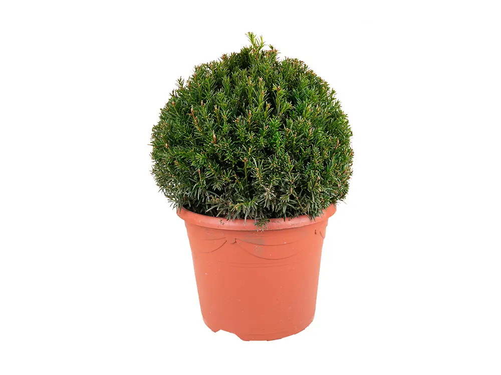 Taxus in pot 25 cm met bol Ø 30 cm