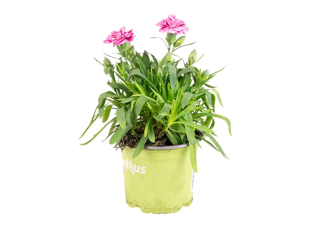 Pots de plantes d'intérieur de 20 cm, paquet de 6 pots de fleurs en  plastique à