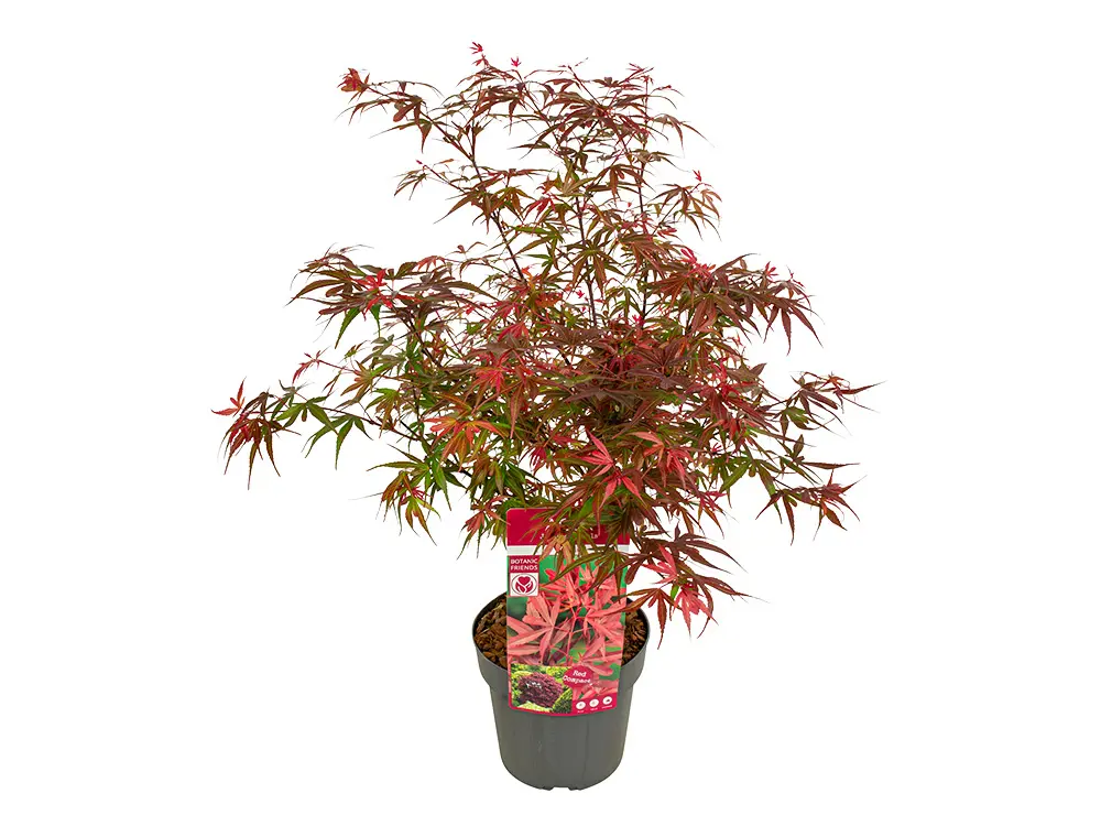 Acer mélange-0