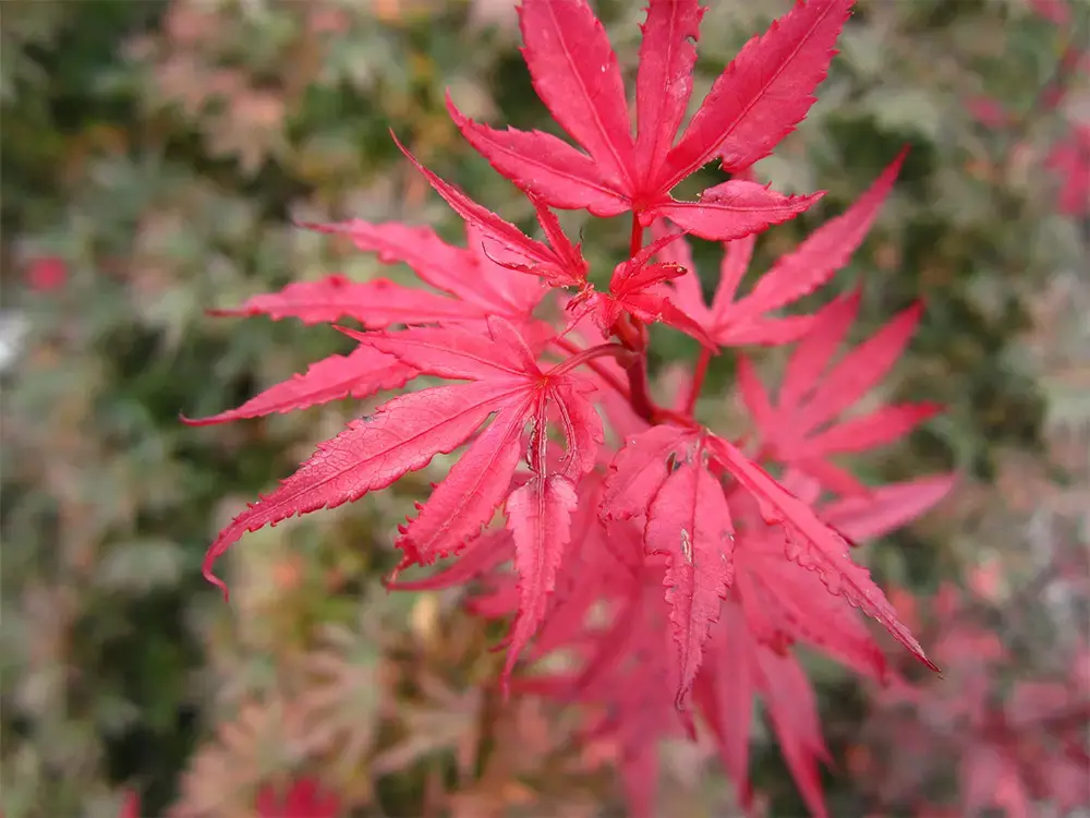 Acer mélange-1