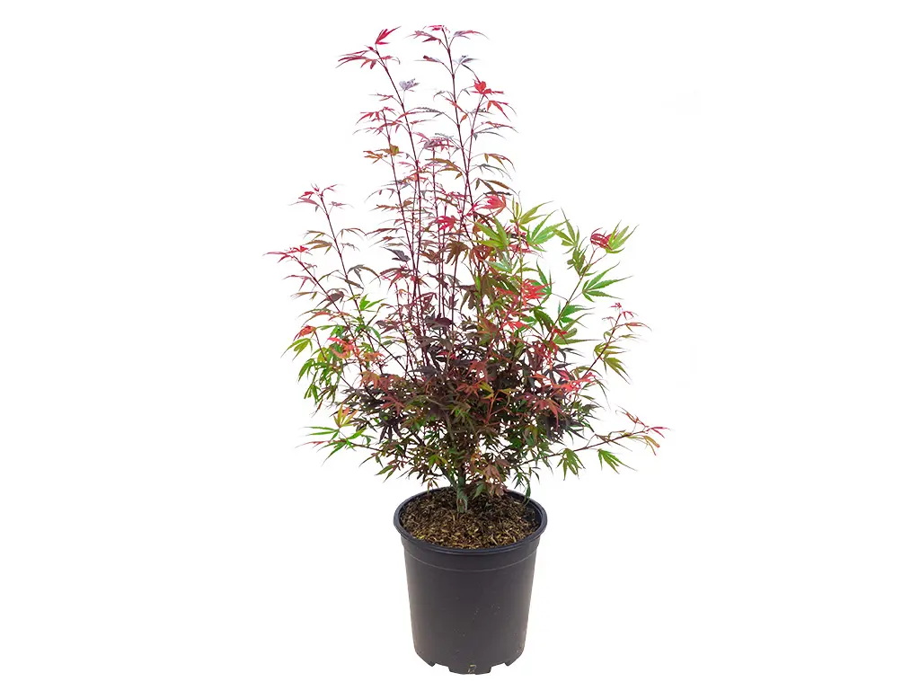 Acer mélange-2