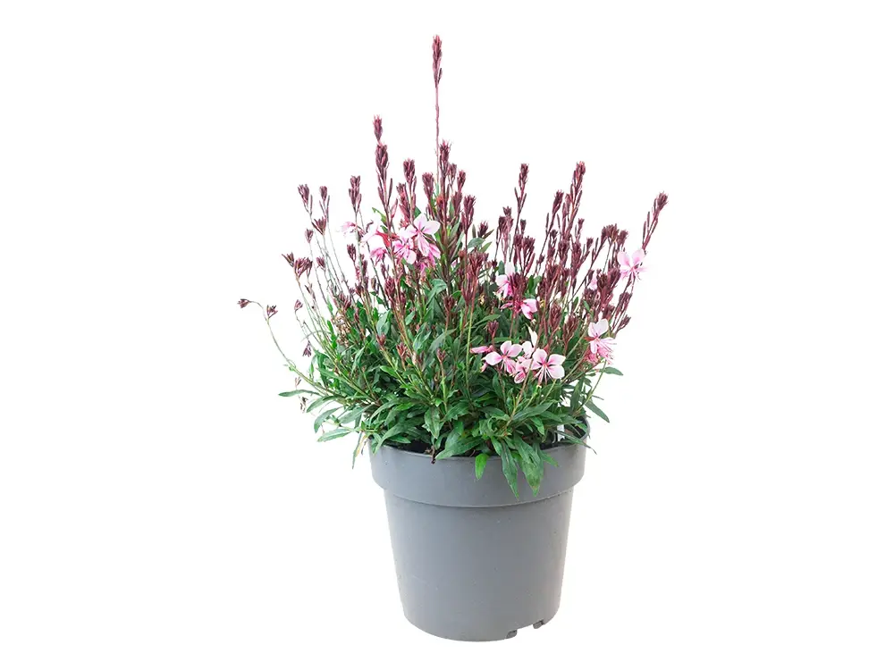 Gaura lindheimeri ‘Geyser’ -0