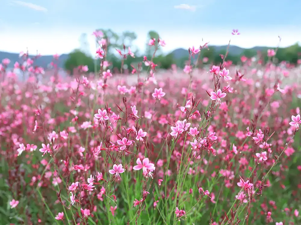 Gaura lindheimeri ‘Geyser’ -1