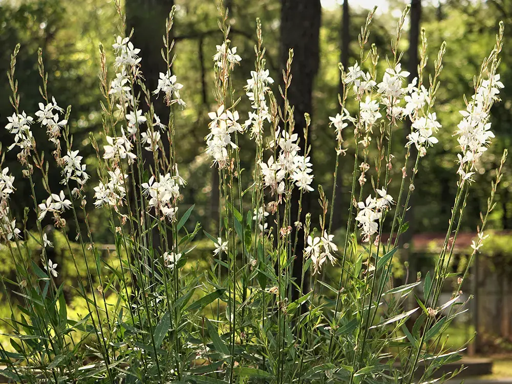 Gaura lindheimeri ‘Geyser’ -2