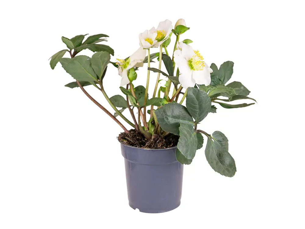 Witte helleborus 'Kerstroos' in pot Ø 12 cm