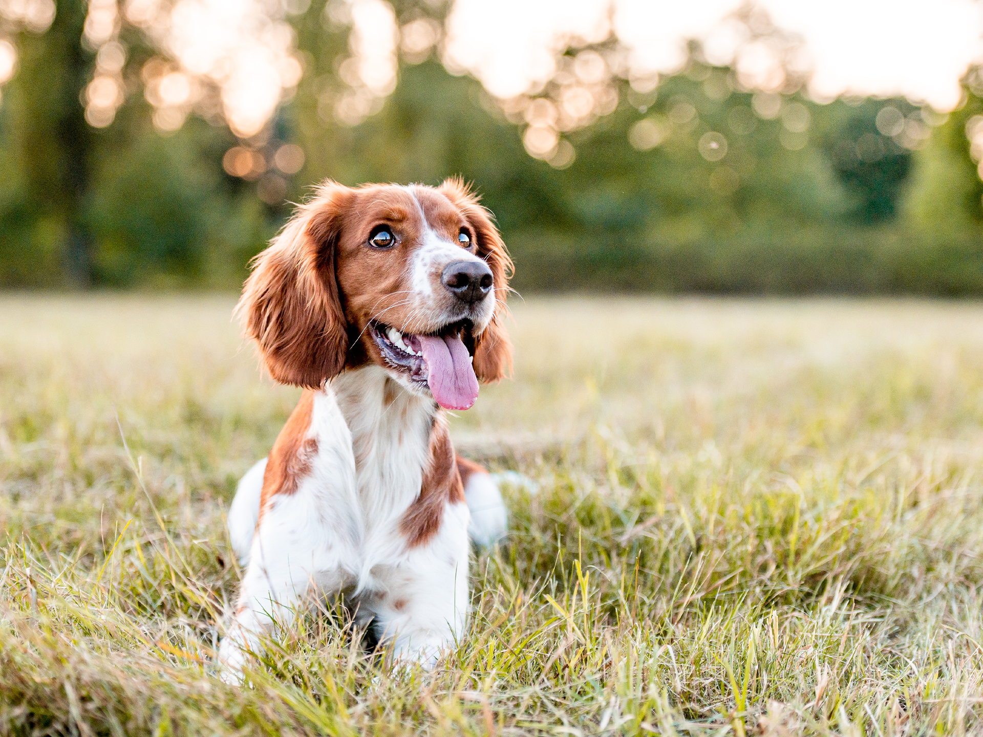 De stad Email schrijven samenkomen Hond - Floralux