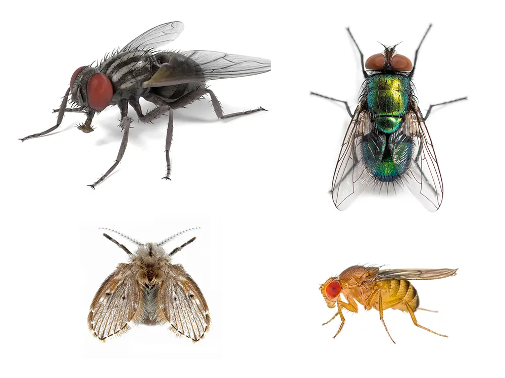 Vliegen Insect Vliegen bestrijden in huis - Floralux