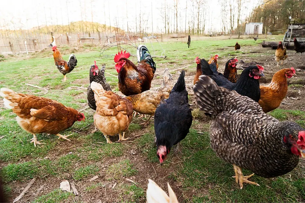 geboorte Fictief Isoleren De populairste kippenrassen op een rijtje - Floralux