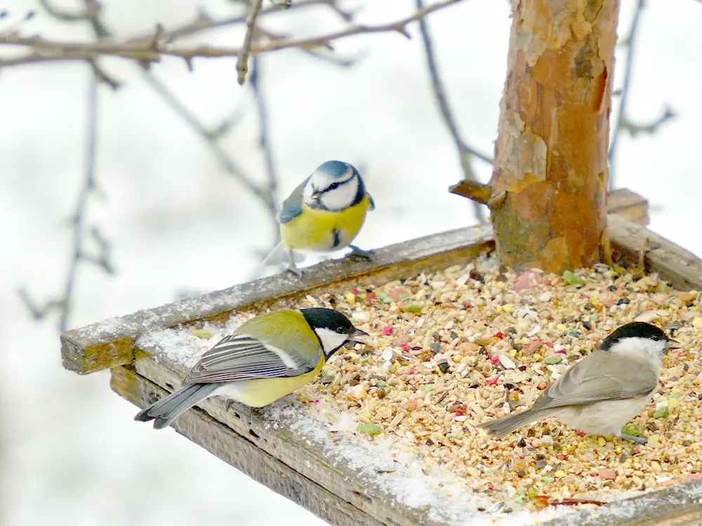 Gebakjes omringen hoe te gebruiken Overwinteren in de tuin: een helpende hand voor alle dieren - Floralux