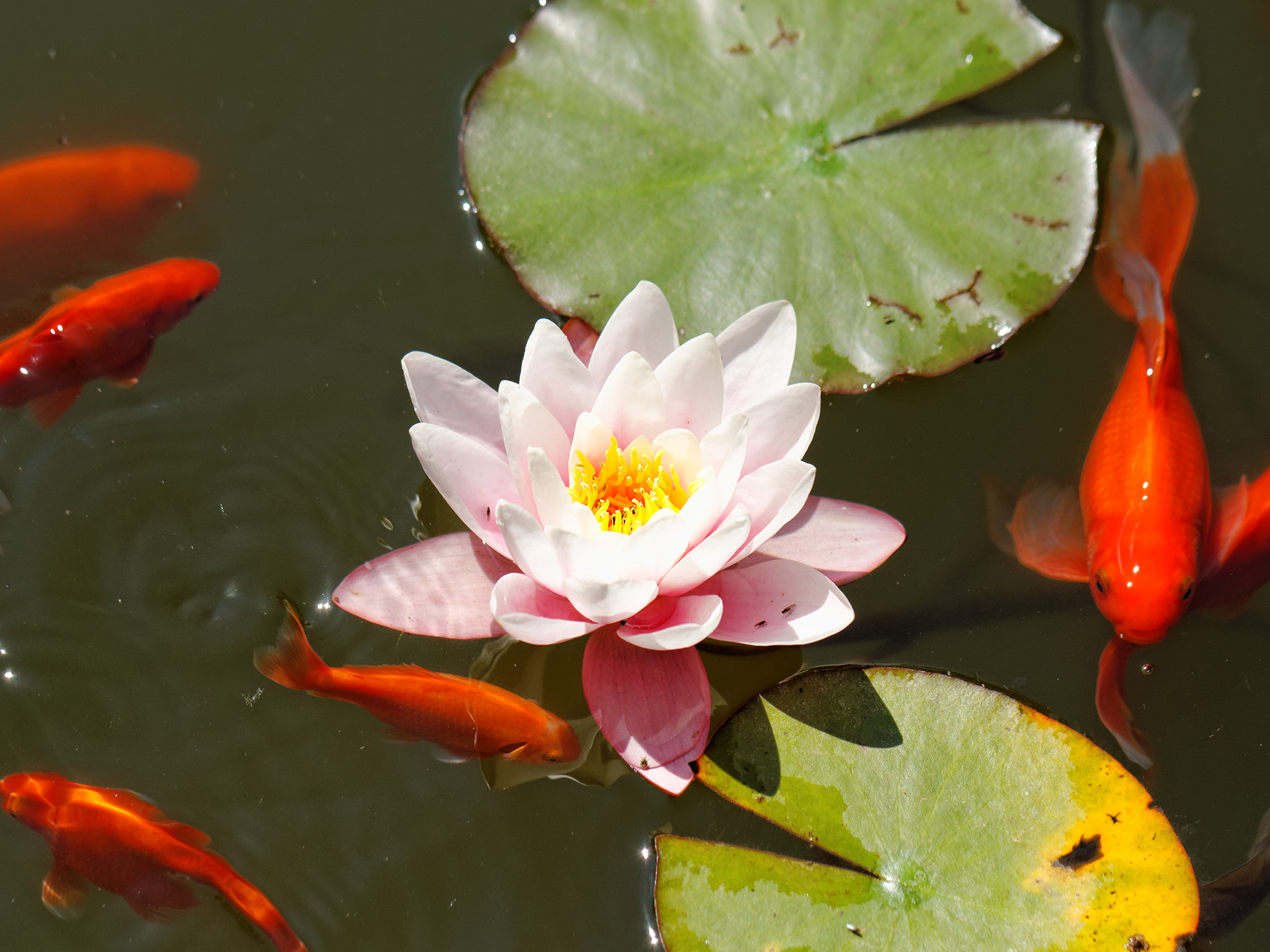 Introduire des poissons dans un bassin