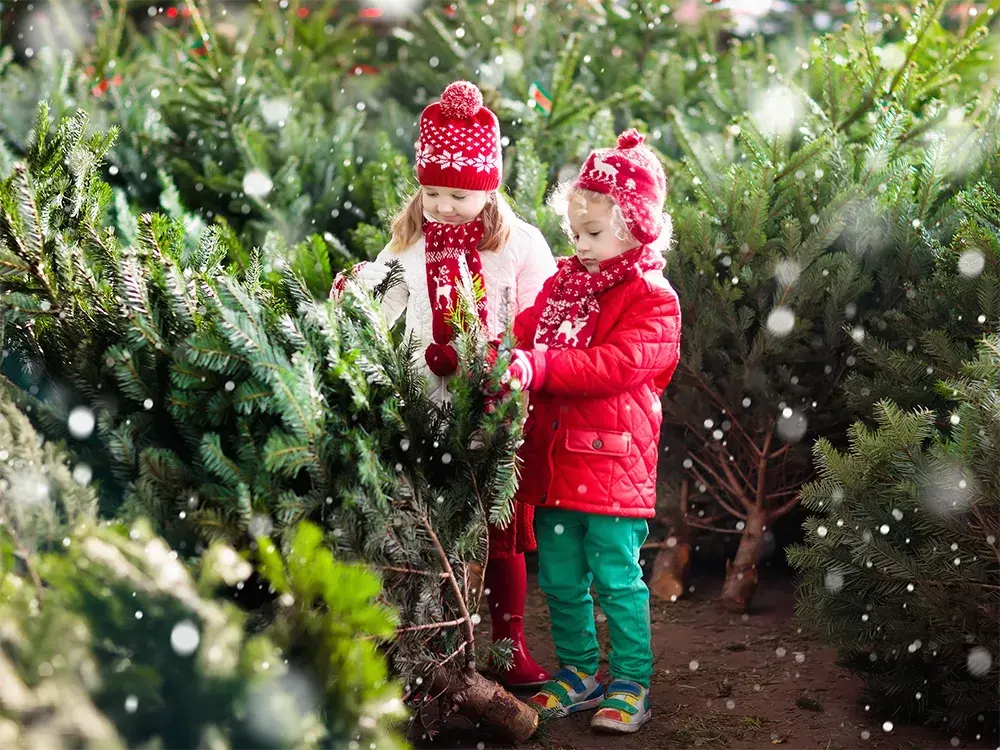 Spotlijster kosten heb vertrouwen kerstboom kopen - Floralux