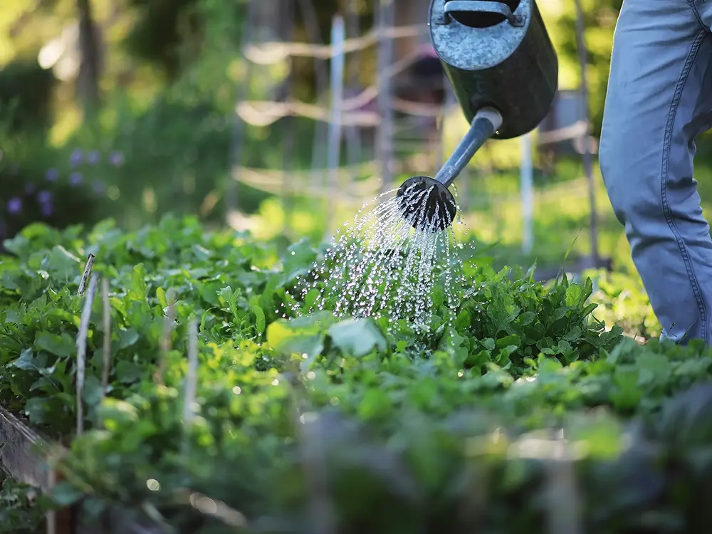 Man geeft moestuingroenten water met sproeier