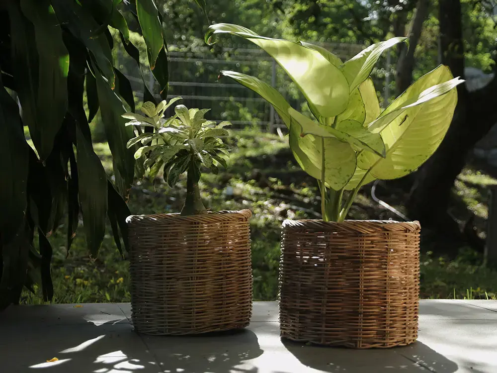 2 planten in pot in de schaduw