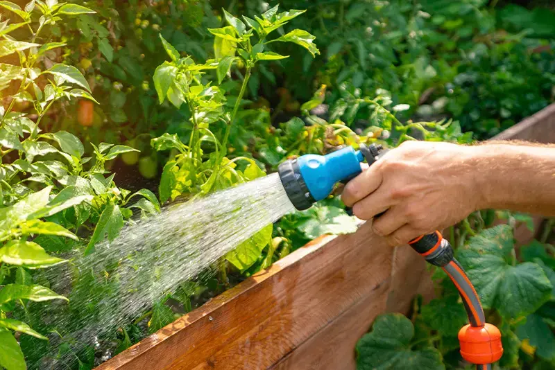 Mang besproeit planten met water