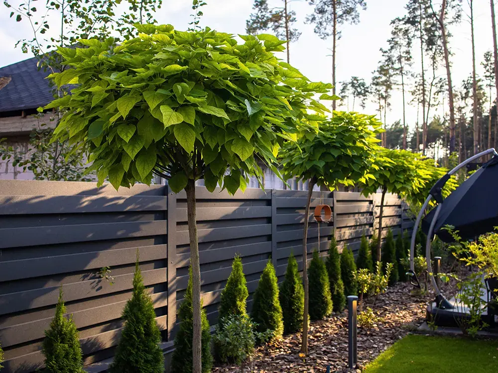 Balcatalpa op in rij in een tuin