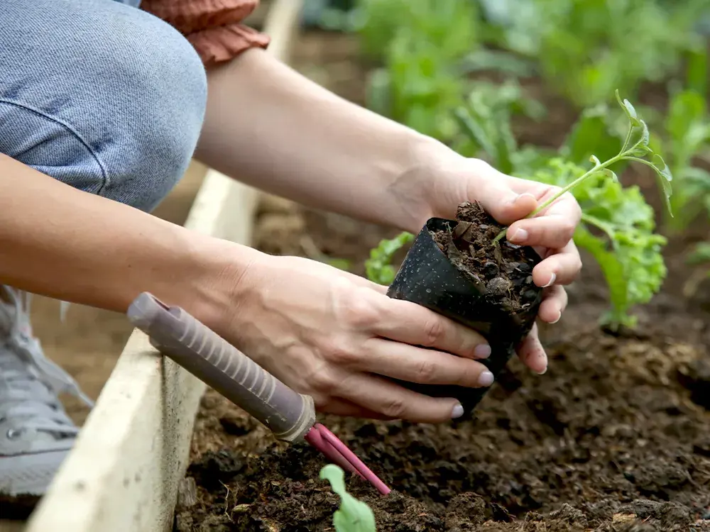 Tout ce que vous devez savoir sur le terreau - Floralux