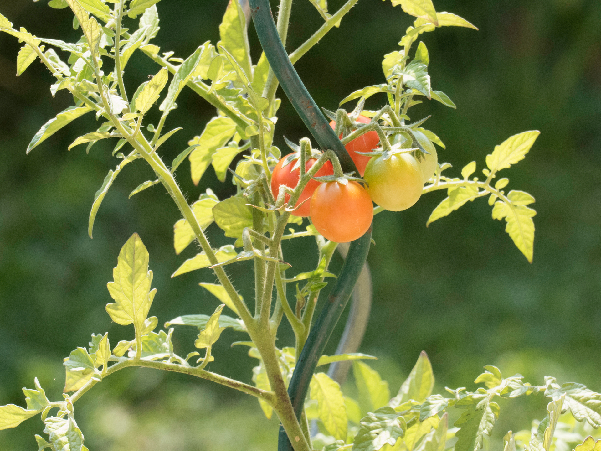 lont scheiden glans tomaten kweken - Floralux