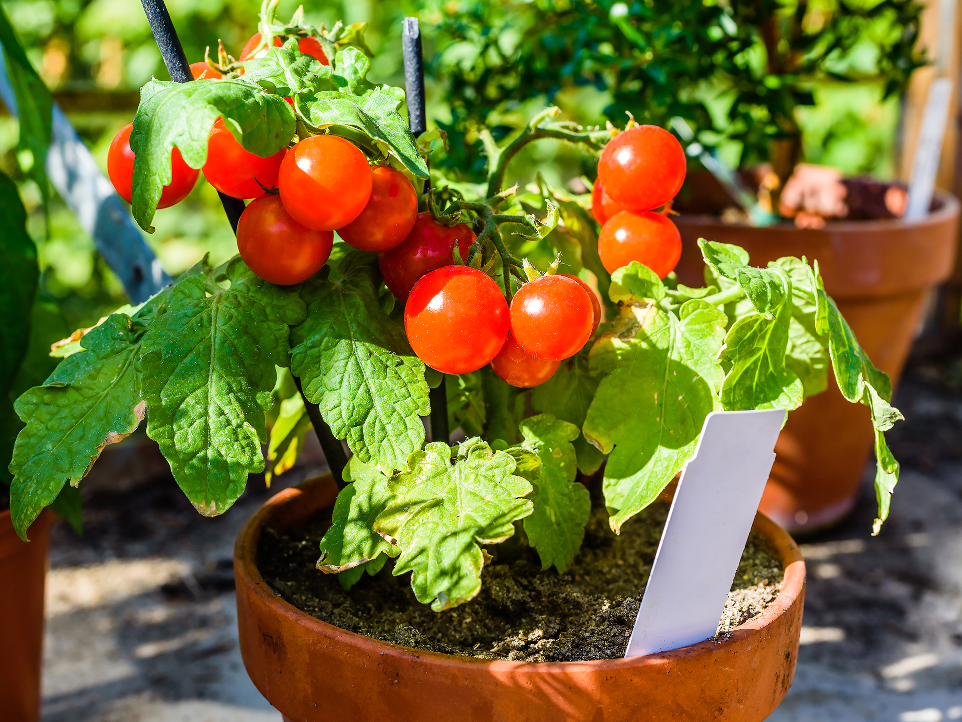 compromis volleybal Verminderen tomaten kweken - Floralux