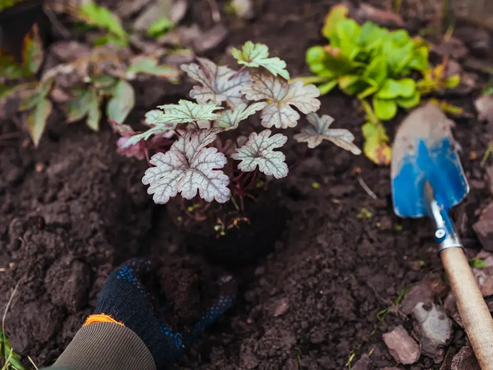 Persoon plant heuchera