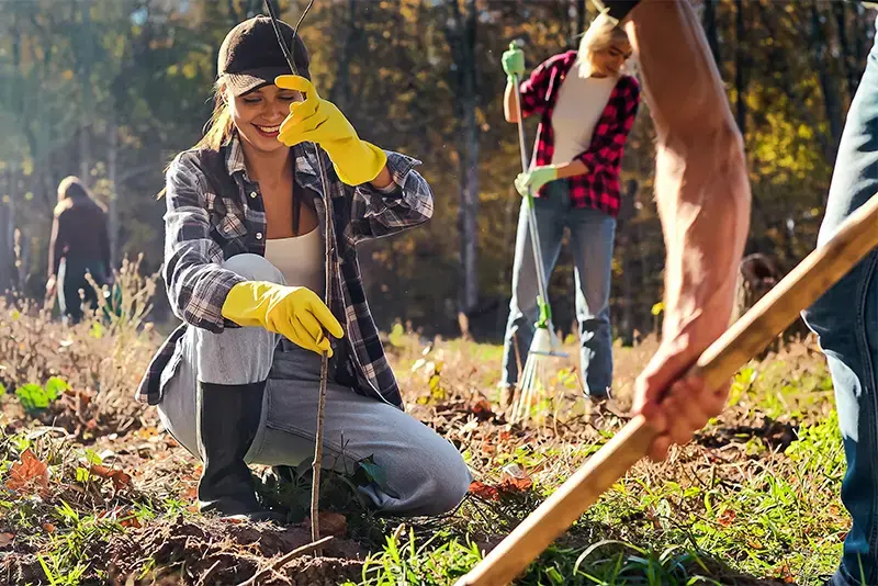 Groep plant bomen tijdens de herfst