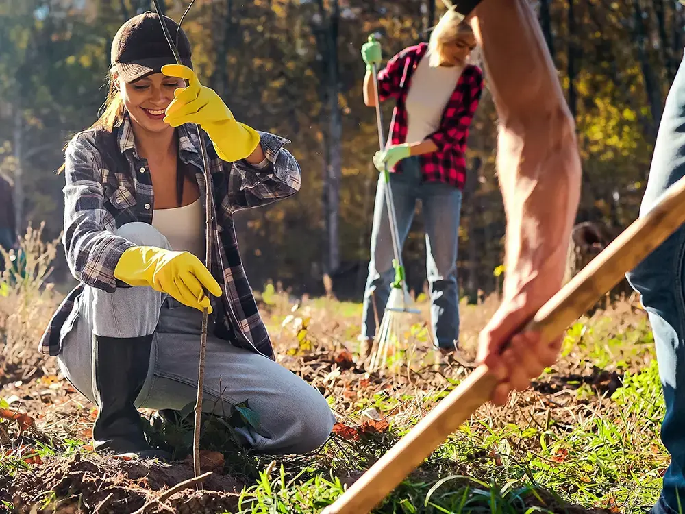 Groep plant bomen tijdens de herfst