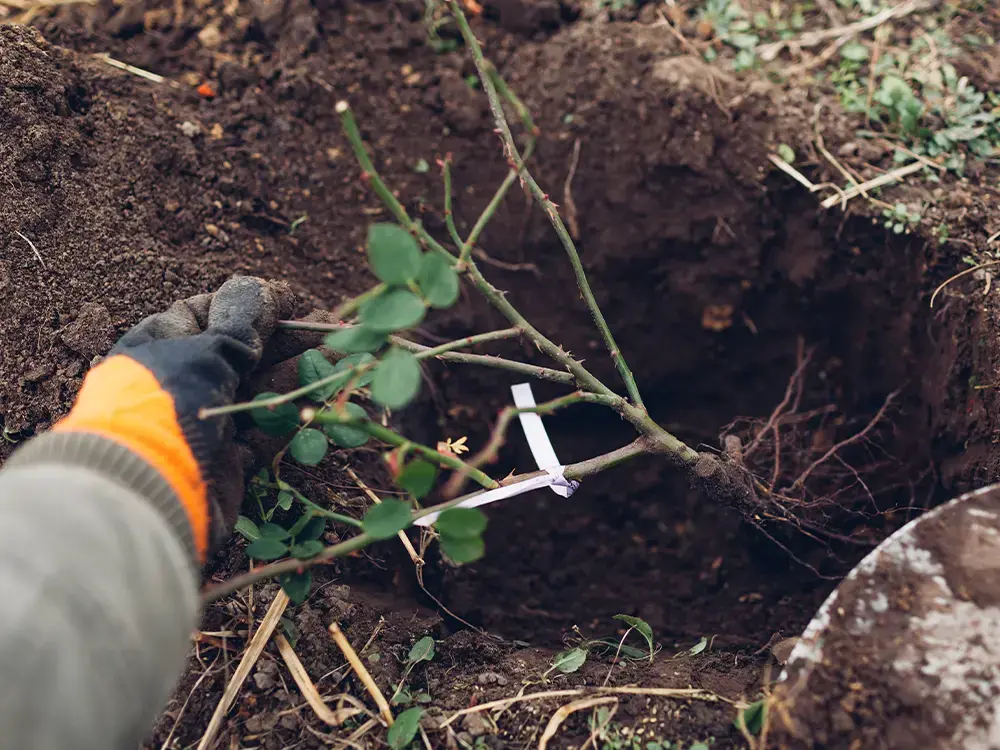 Persoon plant roos met blote wortels