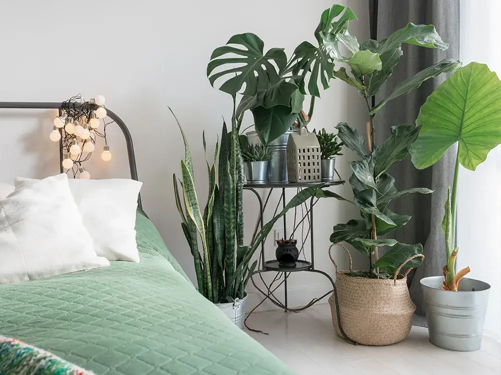 bal Parasiet het is mooi Planten in je slaapkamer - Floralux