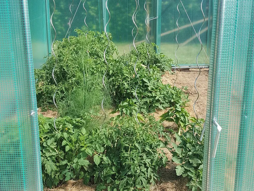 Acheter la serre tunnel Splendid 9 m² - commander une serre Filclair-2