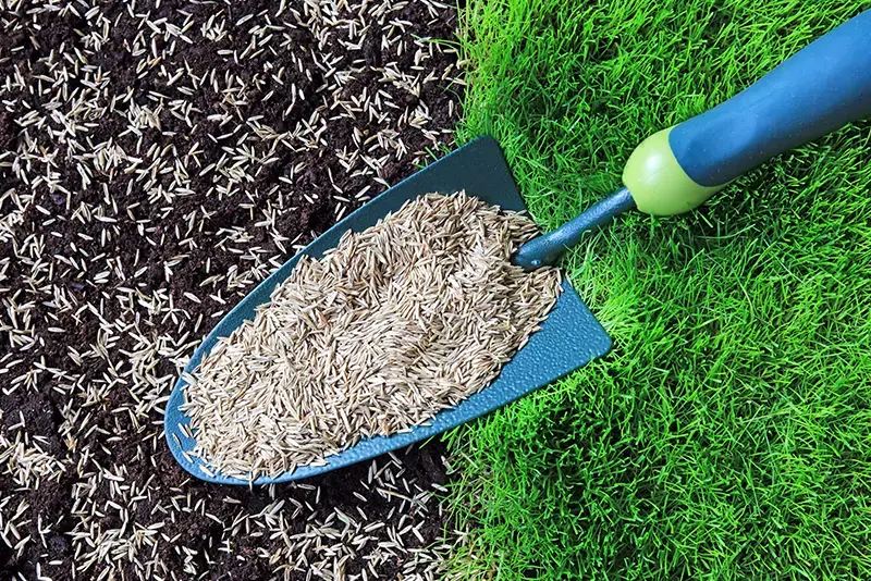 Schep met graszaad