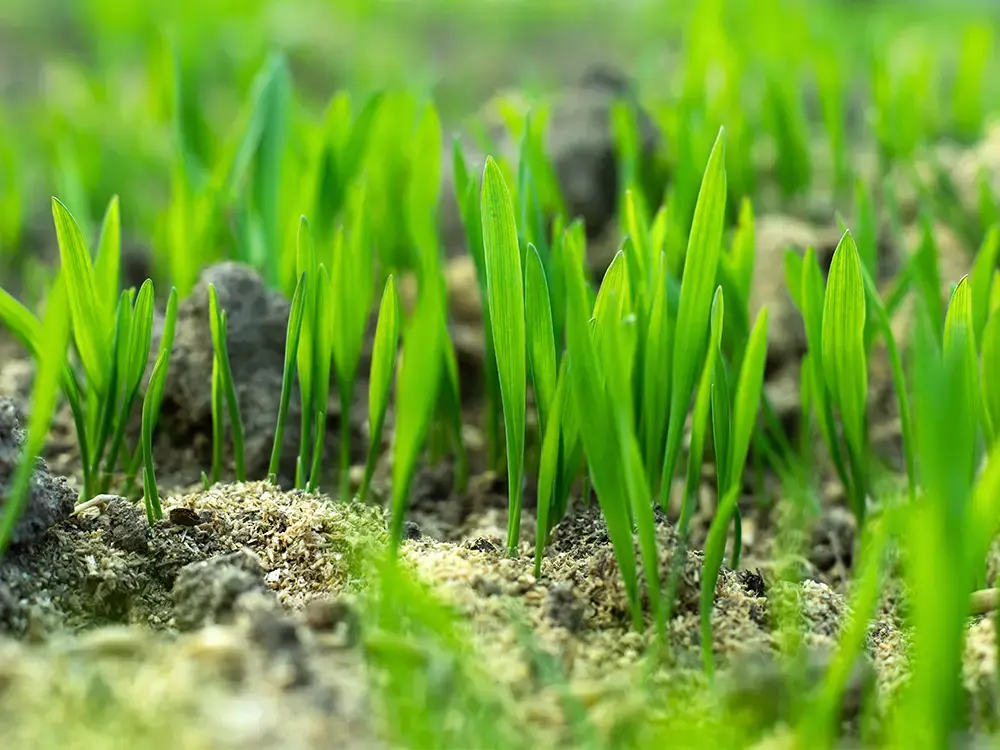 Comment semer du gazon au printemps : 4 astuces 