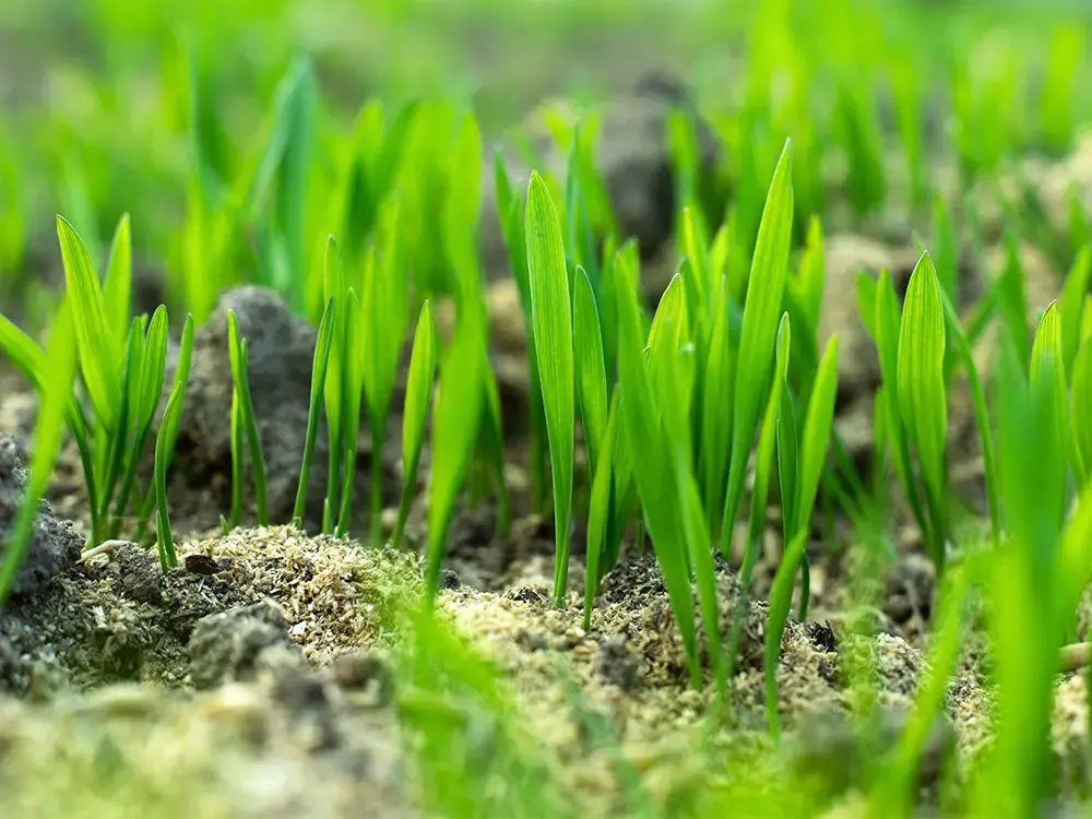 Grassprietjes en graszaad