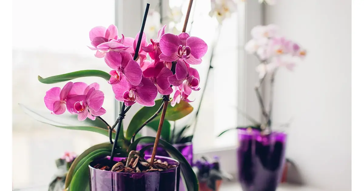 orchidee verzorgen -